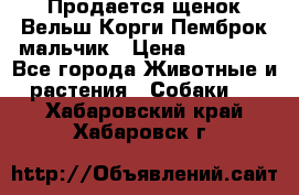 Продается щенок Вельш Корги Пемброк мальчик › Цена ­ 65 000 - Все города Животные и растения » Собаки   . Хабаровский край,Хабаровск г.